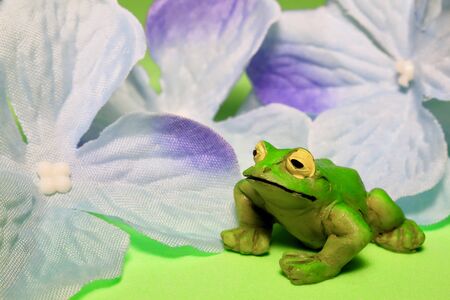 Summer frog with flowerの写真素材