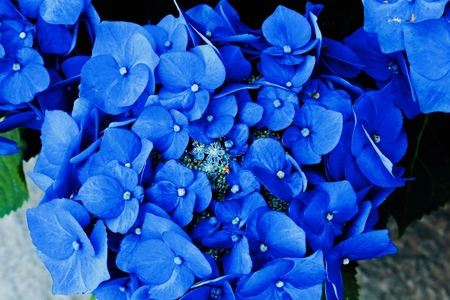 Hydrangea