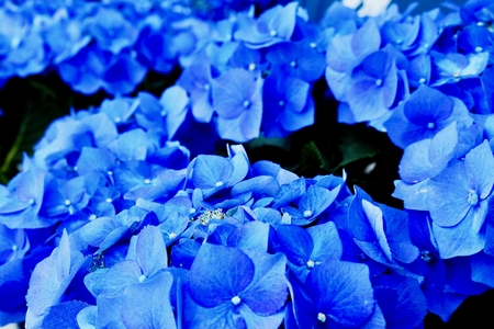 Hydrangea