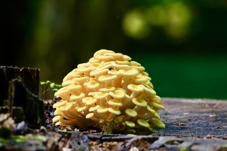 Yellow mushroom