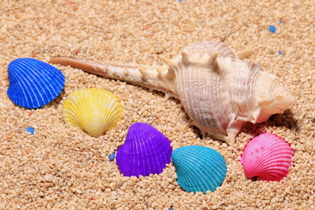 Sandy beaches and colorful seashellsの写真素材