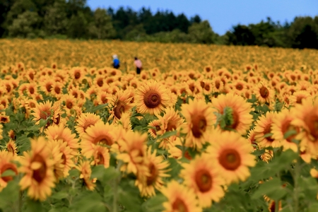Sunflower. / Hokkaido's Hokuru-cho.の写真素材