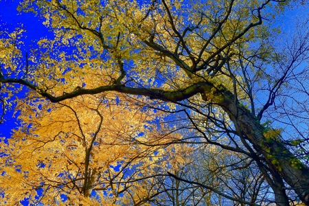 Great Japanese Birch Tree.Momijidani of autumn leaves and in Hokkaido Sounkyoの写真素材