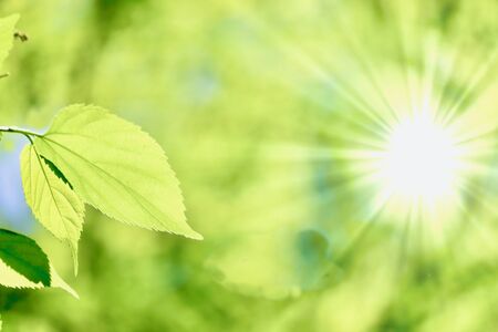 Synthesis of fresh green and the sun