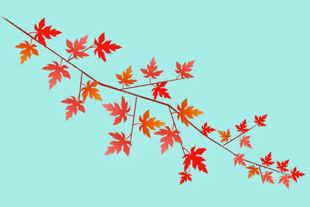 Decidues and Branches
Fallen Leaves and Branch