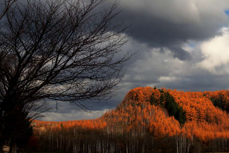 Autumn larch forest
Autumn large forests.
