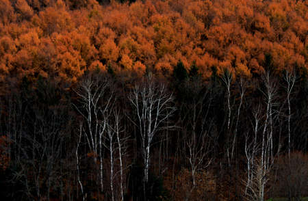 Autumn larch forest
Autumn large forests.