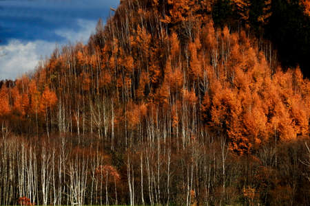 Autumn larch forest
Autumn large forests.の写真素材