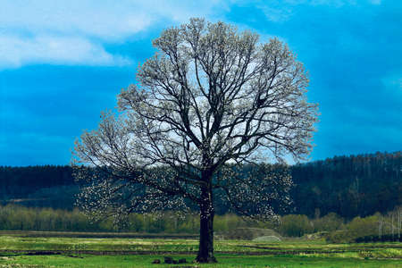 Kitakobushi Tree
large tree of the Japanese kitakobusiの写真素材