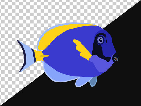 Blue yellow fish blue surgeon white-breasted without background and on darkのイラスト素材