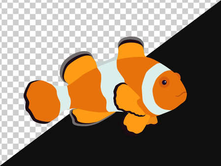 Clown fish with black and orange stripes without background and on dark oneのイラスト素材