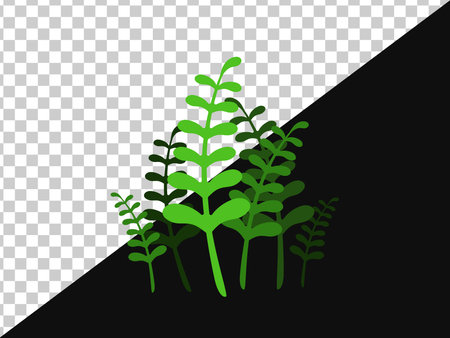 Green algae with leaves without background and on dark oneのイラスト素材