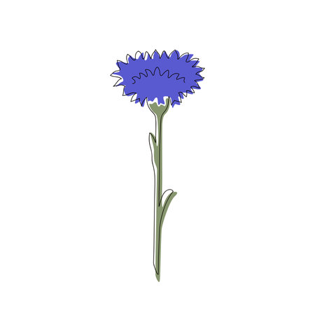 Cornflower flower in line with spots on white backgroundのイラスト素材