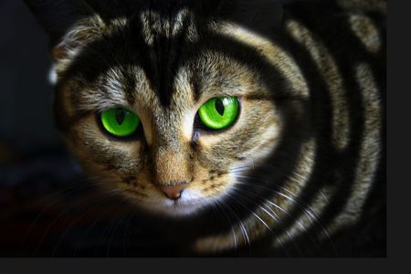 Black cat with green eyesの写真素材