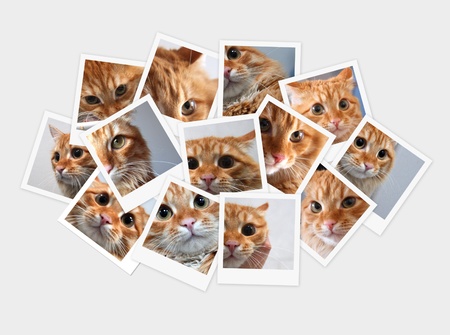 Funny orange cat, collage of photos for your designの写真素材