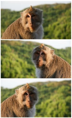 Cute monkey portrait  Indonesia, Bali islandの写真素材