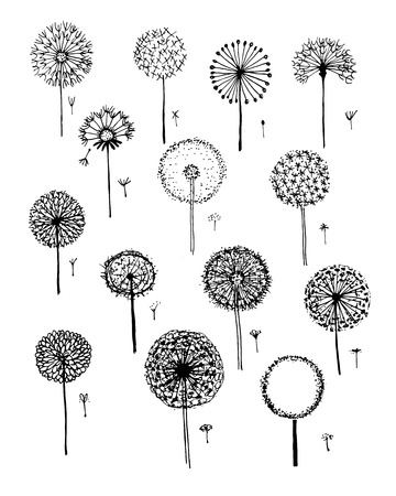 Dandelions collection, sketch fro your designのイラスト素材