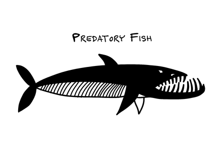 Barracuda fish for your designのイラスト素材