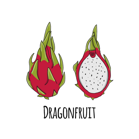 Dragonfruit, sketch for your design. Vector illustrationのイラスト素材