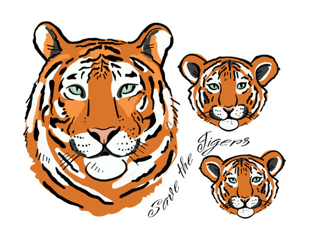 Tigress with cubs. Tigers family for your design. Save the Tigers.のイラスト素材