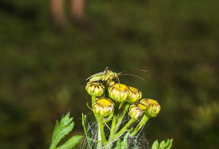 insect