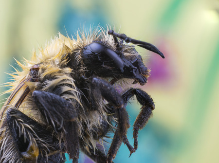 Bee super macroの写真素材