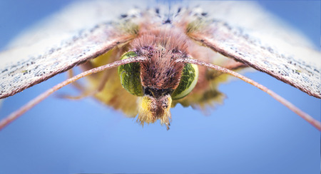 Butterfly super macro