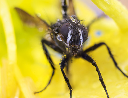 fly