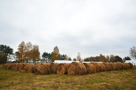 Bales of hay lie in a field