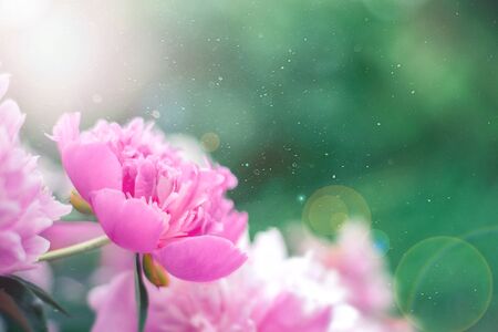 Pink flowers peonies flowering on background pink peonies.の写真素材