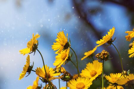 Yellow daisies on blue sky background for your backgroundの写真素材