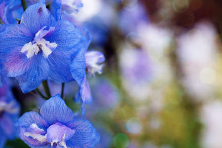 Blue flowers on a blurry background, backgrounds and texturesの写真素材