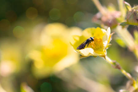 An insect beetle sits on a yellow flower against a blurry background and bokehの写真素材