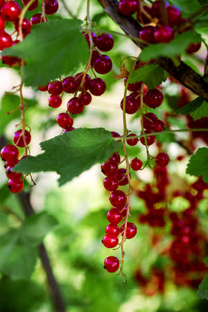 red currant berries illuminated rays of summer sun