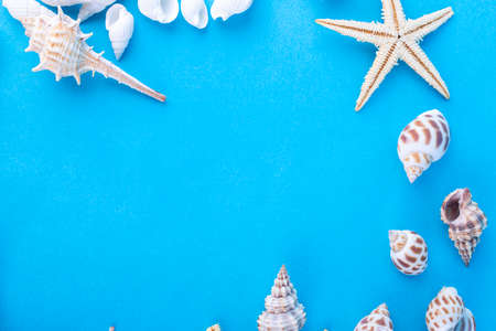 Seashells on a blue background