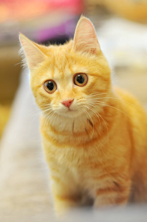 The portrait of pretty red cat in homeの写真素材