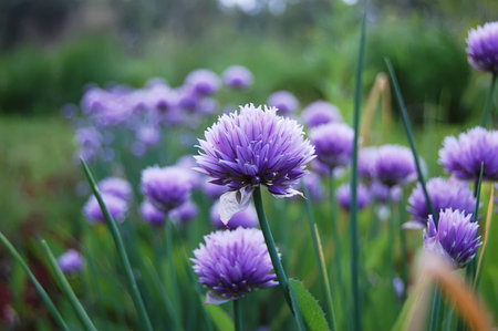 Beautiful summer colors flowers in a gardenの写真素材