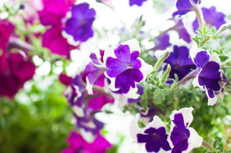 Beautiful colored petunia flowers in the gardenの写真素材