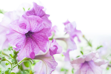 Beautiful colored petunia flowers in the gardenの写真素材