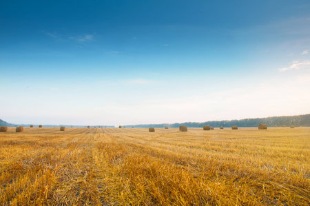 Round straw bales in russian fields on sunset and blue sky