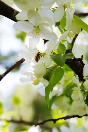 Bee on a flower of the white apple flowers blossoms