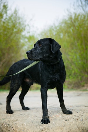 Active, smile and happy purebred labrador retriever dog outdoors in grass park on sunny summer day.の写真素材