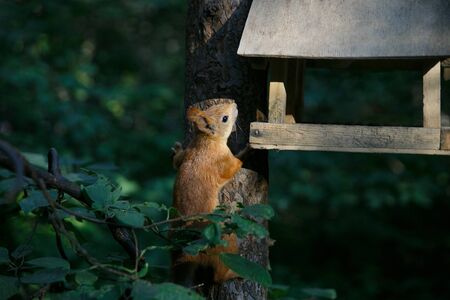 Red fluffy squirrel climbs a tree near a feeder in search of food in the summer in the forest