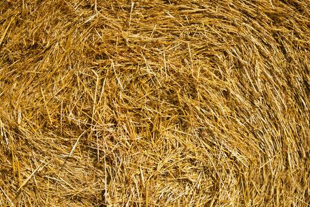 Round straw bales in russian fields on sunset and blue sky
