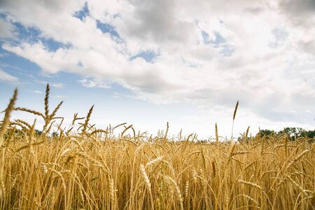 A lot of golden spikelets on a wheat field on a clear summer day