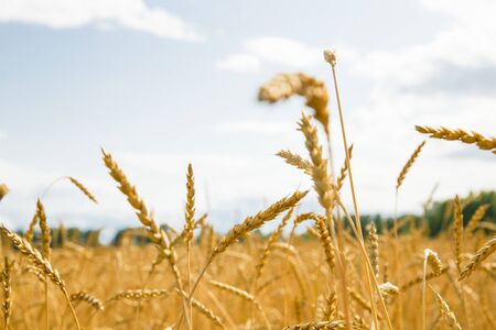 A lot of golden spikelets on a wheat field on a clear summer day