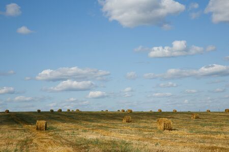 Round straw bales in russian fields on sunset and blue skyの写真素材