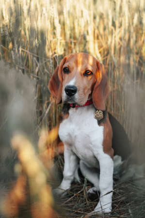 Happy puppy beagle dog having fun in gold field grass