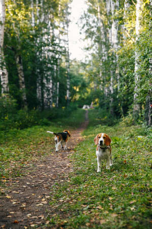 Two puppy dog beagle walks cheerful and happy through the forest on a summer evening at sunset