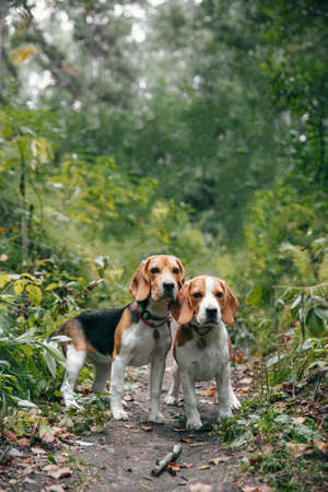 Two puppy dog beagle walks cheerful and happy through the forest on a summer evening at sunsetの写真素材